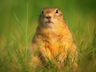 Prairie dog standing on its hind legs and looking around