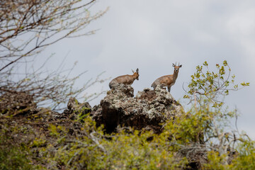 african Klipspringer in the Tsavo Nationalpark