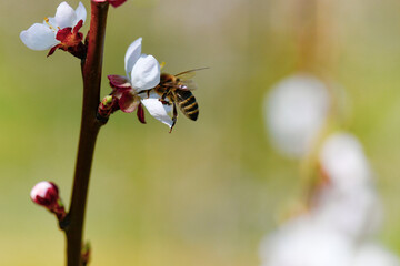 Wachau Austria apricot blossom