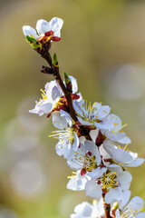 Wachau Austria apricot blossom