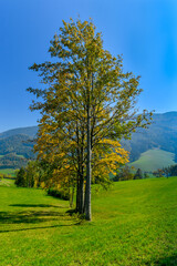 Obraz premium Autumm the bright colors in the forest