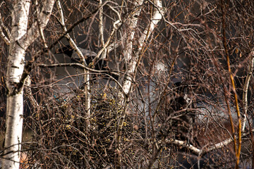 Birds are constructing nests within a thick and lush area during a peaceful spring morning