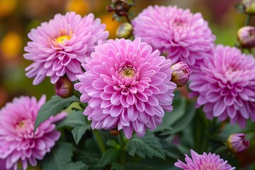 Obraz premium Vibrant Pink Chrysanthemums in Full Bloom