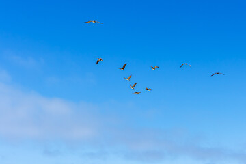 Flock of brown pelicans flying in a formation in clear blue sky with copy space fo text.