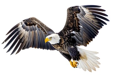 Obraz premium Majestic Bald Eagle in Flight with Outstretched Wings