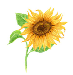 Obraz premium Sunflower flower watercolor painting isolated on white background. Element for card or sublimation design.