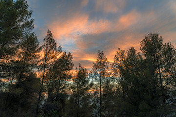 Obraz premium Beautiful sunset in the forest, dramatic sky with orange clouds.