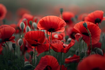 Fototapeta premium Vibrant Red Poppies in Full Bloom