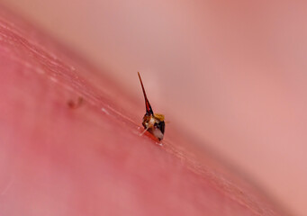 Close-up of a bee sting.
The sting with a bubble of poison resembles a medical syringe.
For protection, the bee uses poison, which introduces the aggressor into the body with 