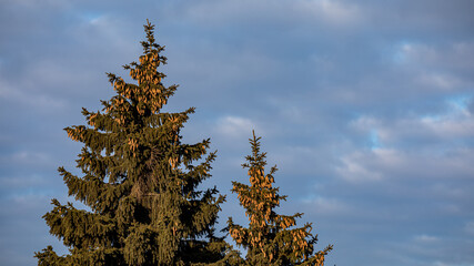 Tall pine trees against a cloudy blue sky, showcasing the beauty of nature in a serene setting