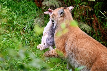 Eurasian lynx with prey