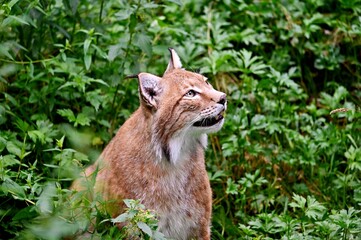 Portrait of an Eurasian lynx