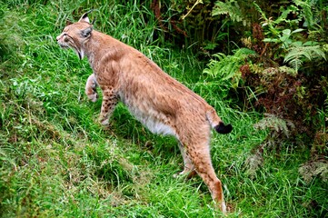 European lynx in the forest
