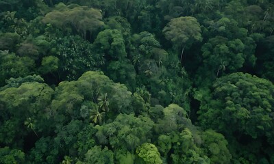 A high-angle view of a dense rainforest canopy, with layers of green and a sense of depth.