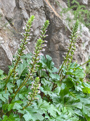 Acanthus mollis, commonly known asi bear breeches, sea dock, bearsfoot in front of rocks. 