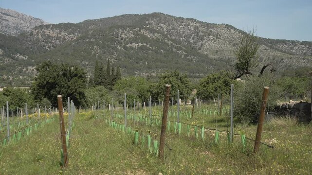 View of vineyard and hilltop town of Caimari and vineyard, Majorca, Balearic Islands, Spain, Mediterranean, Europe