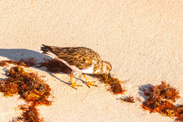 Sandpiper snipe sandpipers bird birds on beach sand in Mexico.