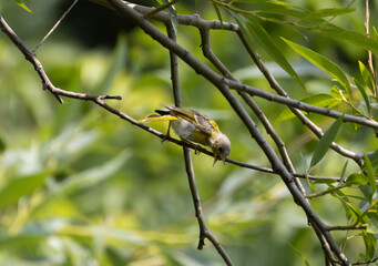 Fototapeta premium Young yellow warbler bird singing in tree