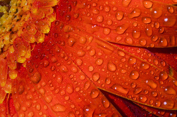 Stunning close-up photo of an orange gerbera. Water droplets and petals of high detail.