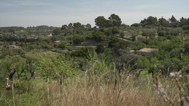 View of countryside and olive trees near hilltop town of Caimari, Majorca, Balearic Islands, Spain, Mediterranean, Europe