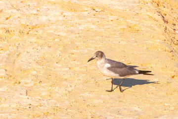 Seagull Seagulls seabird bird walking on Caribbean beach sand Mexico.