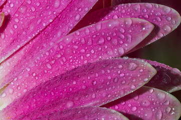 Obraz premium Stunning close-up photo of a lilac gerbera. Water droplets and petals of high detail.