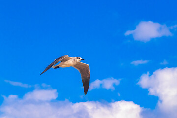 Flying seagull bird with blue sky background clouds in Mexico.