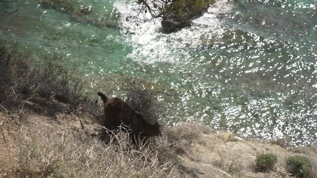 View of a Balearean boc (Majorcan wild goat) (Capra hircus var. majorcan) at Camp de Mar, Camp de Mar, Majorca, Balearic Islands, Spain, Mediterranean, Europe