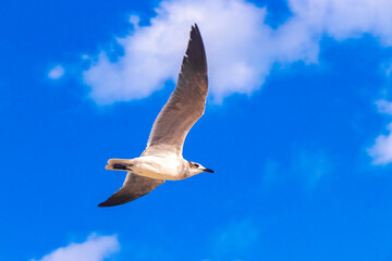 Flying seagull bird with blue sky background clouds in Mexico.