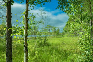 Fototapeta premium tree in the swamp