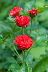 bright red rose on a background of green leaves