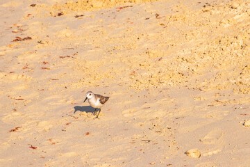 Sandpiper snipe sandpipers bird birds on beach sand in Mexico.