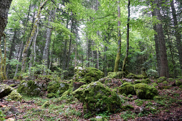 Randonnée en forêt à Corrençon-en-Vercors en France