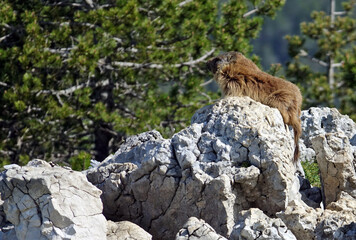 Gros plan sur une vieille marmotte au sortir de l'hiver