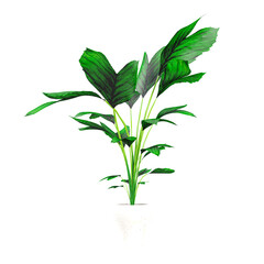 collection of Chamaedorea ernesti-augustii plants in pot