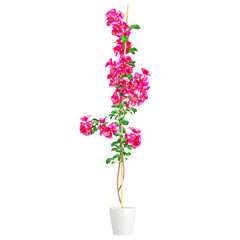 Ornamental Bougainvillea Flower plants in pot and spout,isolated on canvas
