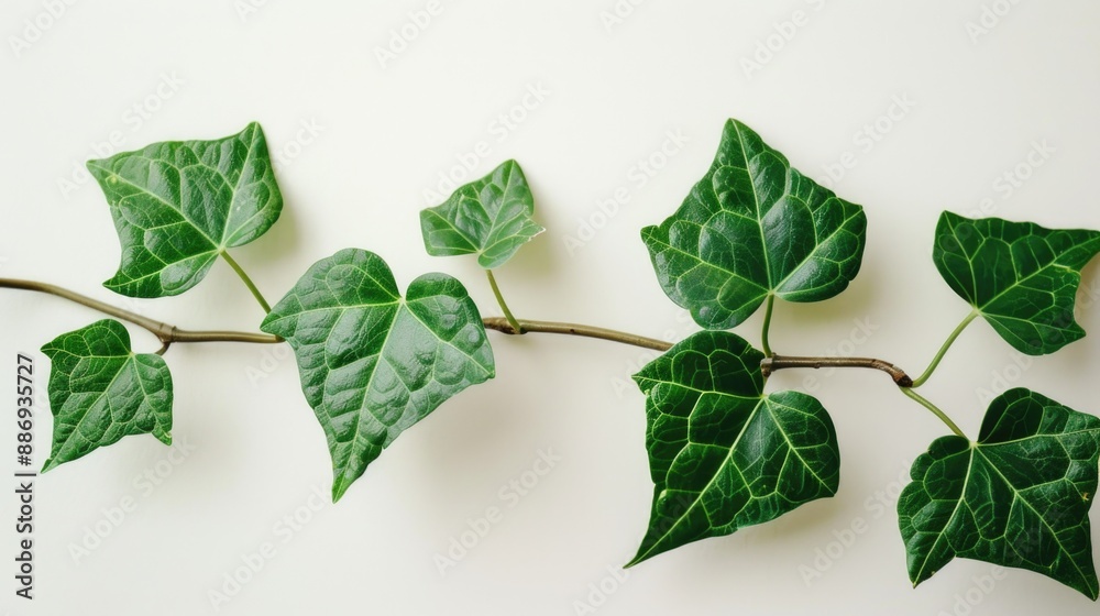 Poster a single branch of green leaves placed on a white surface, ideal for use in designs related to natur