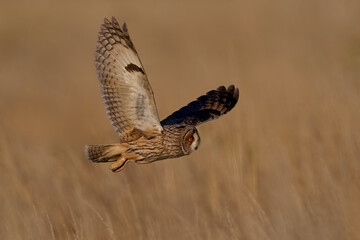 Long-eared owl (Asio otus)