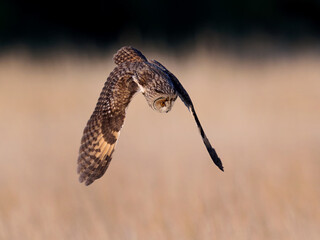 Long-eared owl (Asio otus)