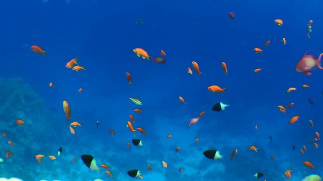 Numerous bright fish Sea goldie fish (Pseudanthias squamipinnis) swim above the coral reef, tripod.
