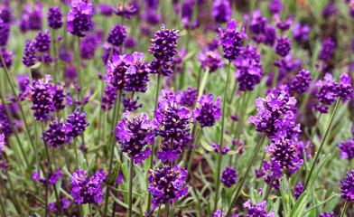 Purple lavender plants in bloom. Lavender background. Lavandula.