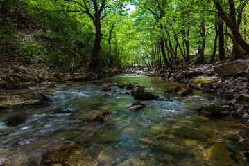 stream in the forest