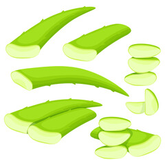 Set of cut pieces of Aloe Vera succulent leaves