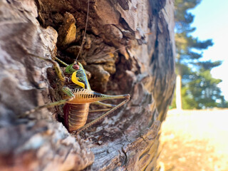 Cicada baby, its patterns and its position on the pine tree