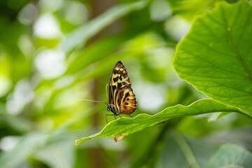 Butterfly on a green leaf in nature
