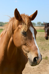 Fototapeta premium Portrait of a horse