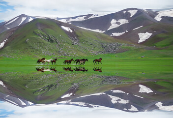 wild horses of nature, magnificent galloping and spring season