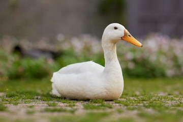 Obraz premium White Indian runner duck on terrace