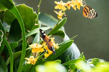 Butterfly on a green leaf in nature