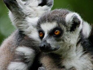 Nahaufname Lemur